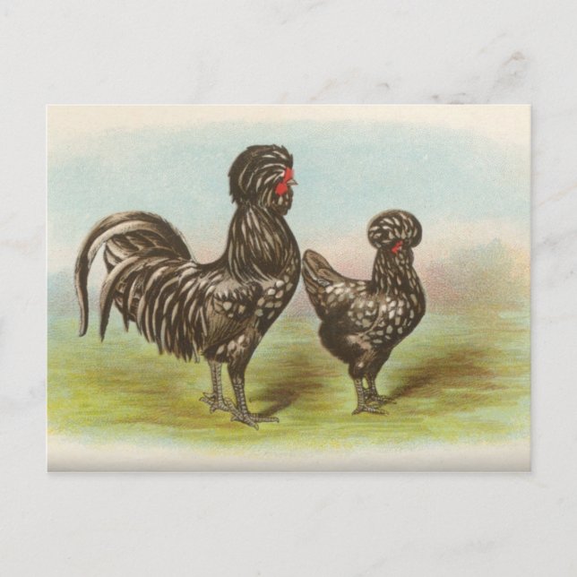 Tarjeta postal antigua de "gallinas Houdan" (Anverso)