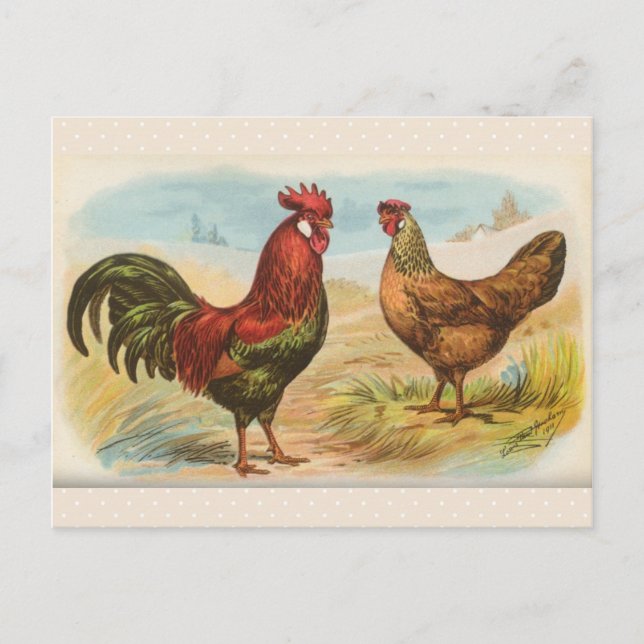 Tarjeta postal antigua de "Gallinas Leghorn" (Anverso)