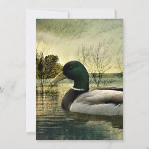 Tarjeta postal antigua del pato Mallard avejentada