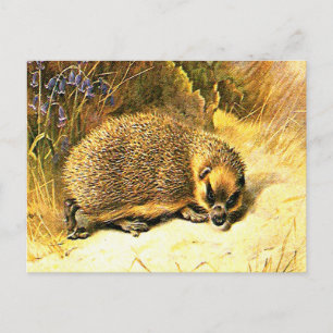Tarjeta Postal Antigua - Erizo