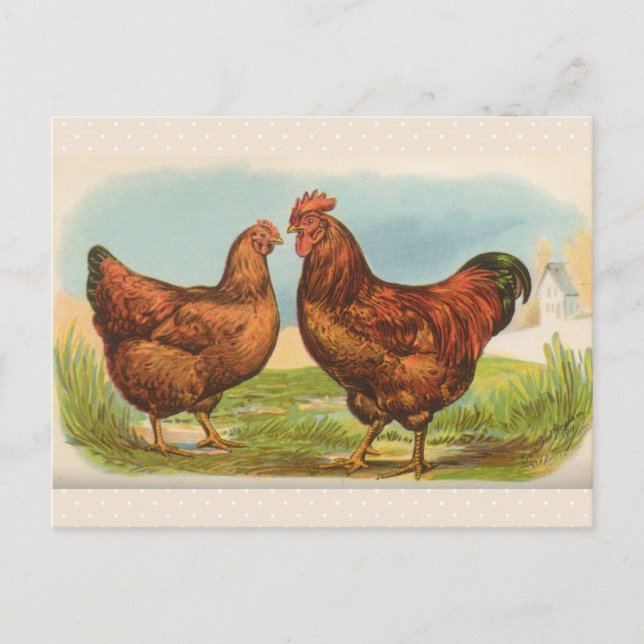 Tarjeta postal antigua "Gallina Roja de Rhode Isla (Anverso)