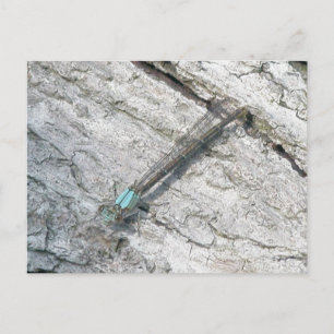 Tarjeta postal Aqua Damselfly