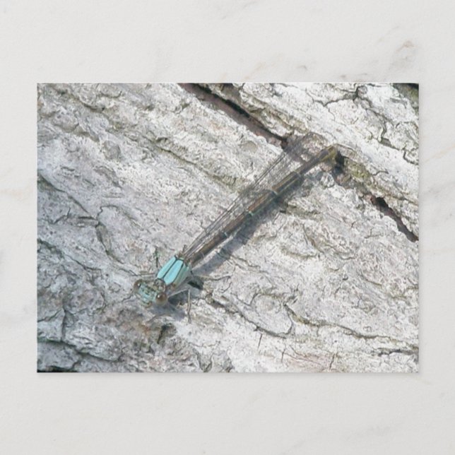 Tarjeta postal Aqua Damselfly (Anverso)