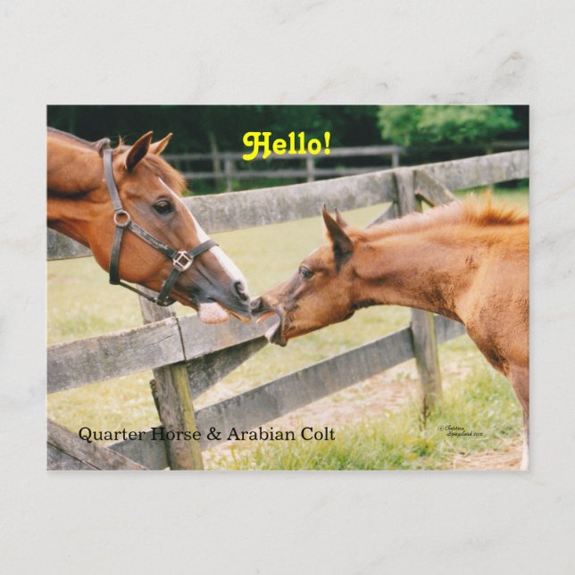 Tarjeta postal Arabian Foal Hello (Anverso)