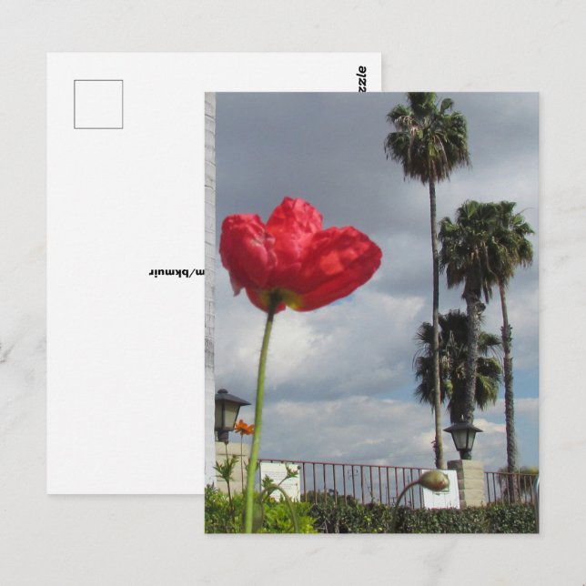 Tarjeta postal - Aspiraciones de amapola (Anverso / Reverso)
