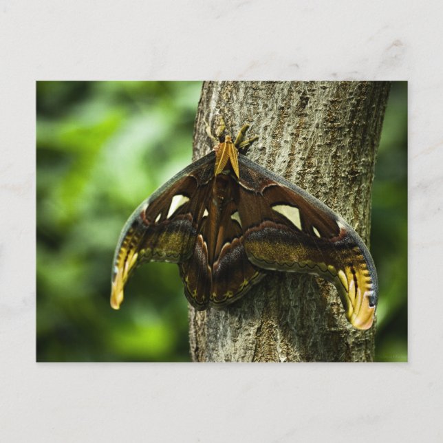 Tarjeta postal Attacus Atlas (Anverso)
