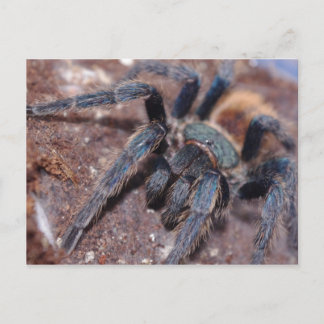 Tarjeta postal azul de botella verde