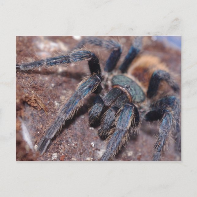 Tarjeta postal azul de botella verde (Anverso)