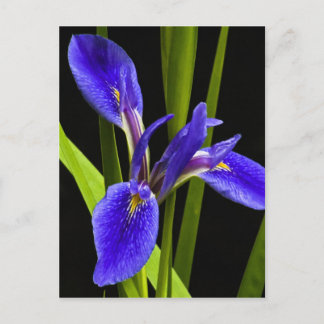 Tarjeta postal azul Iris