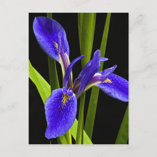 Tarjeta postal azul Iris (Anverso)