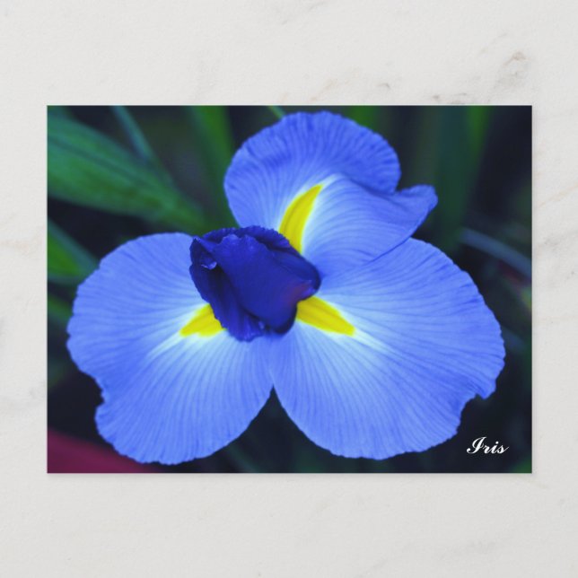 Tarjeta postal azul Iris (Anverso)