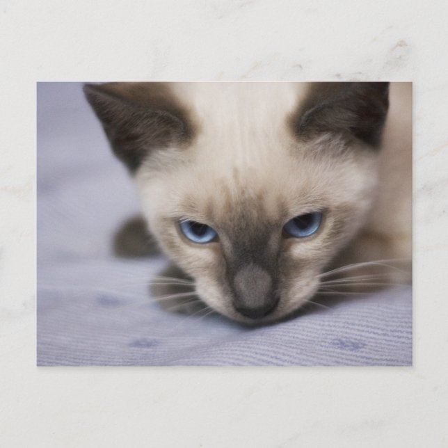 Tarjeta postal azul irresistible (Anverso)