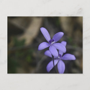Tarjeta postal azul para orquídeas silvestres