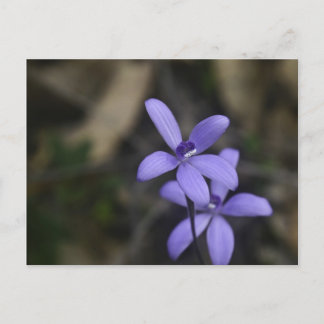 Tarjeta postal azul para orquídeas silvestres