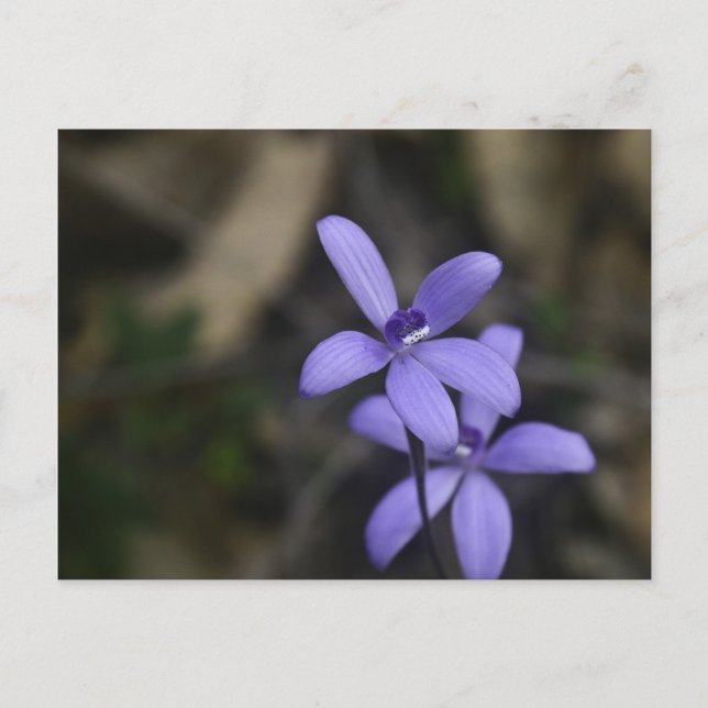 Tarjeta postal azul para orquídeas silvestres (Anverso)