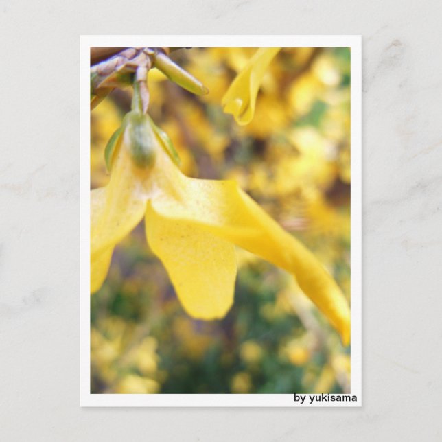 Tarjeta postal - Belbe flor (Anverso)