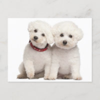 Tarjeta postal Bichon Frise Puppy Dog Blank