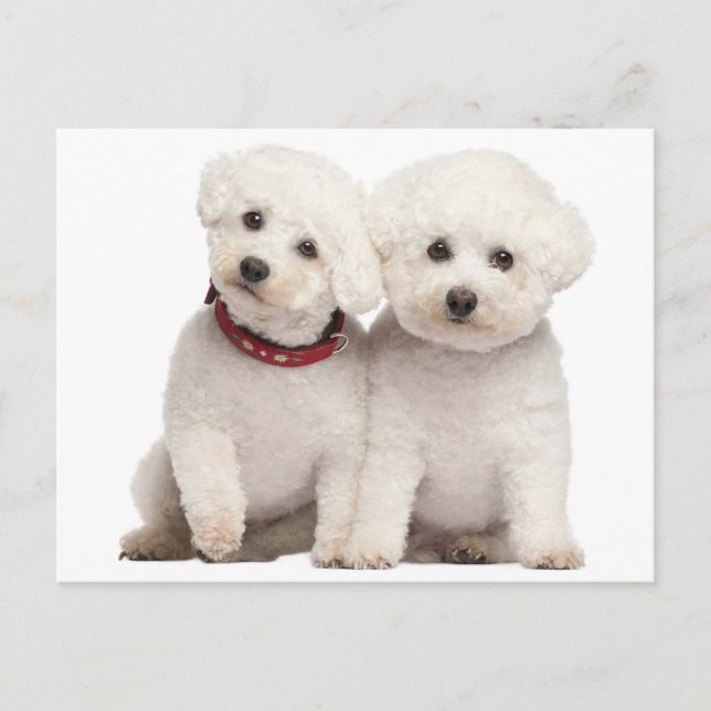 Tarjeta postal Bichon Frise Puppy Dog Blank (Anverso)