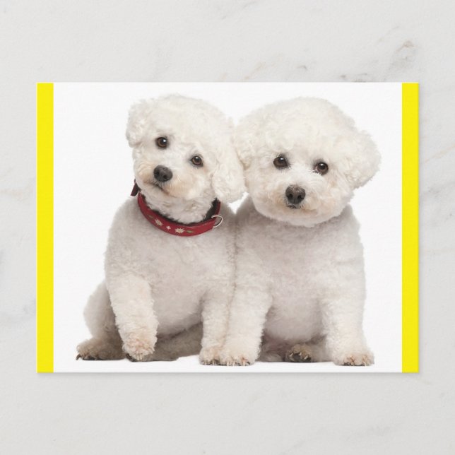 Tarjeta postal Bichon Frise Puppy Dog Blank (Anverso)