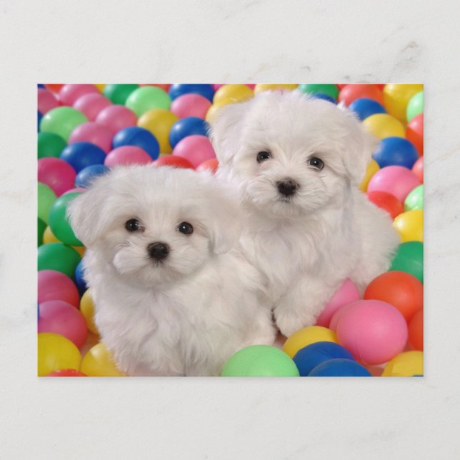 Tarjeta postal Bichon Frise Puppy Dog Blank (Anverso)