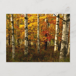 Tarjeta postal Birch Forest