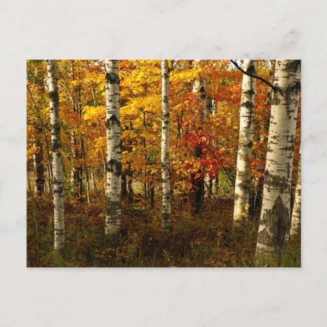 Tarjeta postal Birch Forest (Anverso)