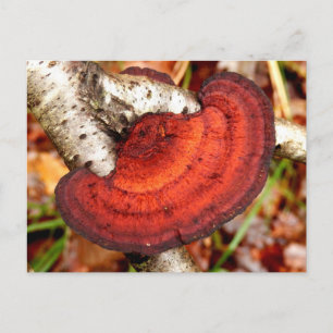 Tarjeta postal Birch Mazegill Fungus