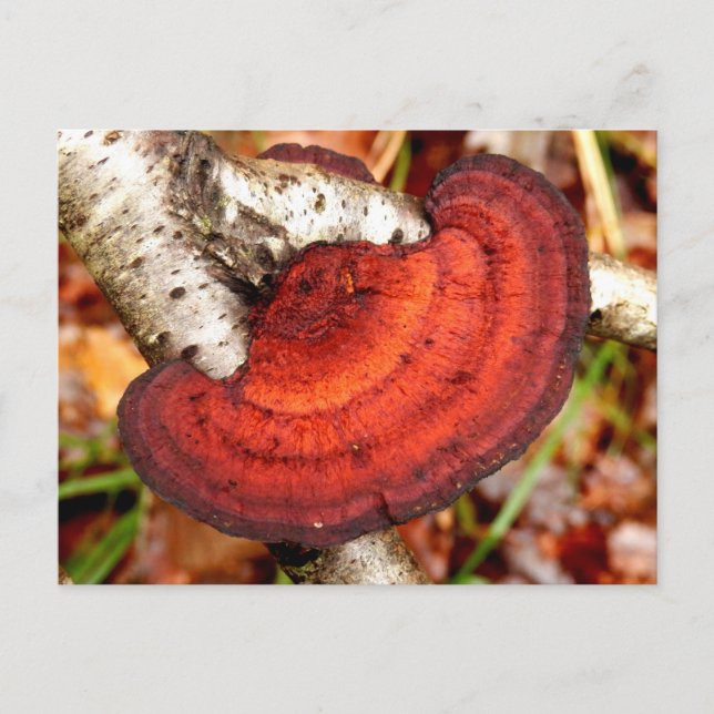 Tarjeta postal Birch Mazegill Fungus (Anverso)