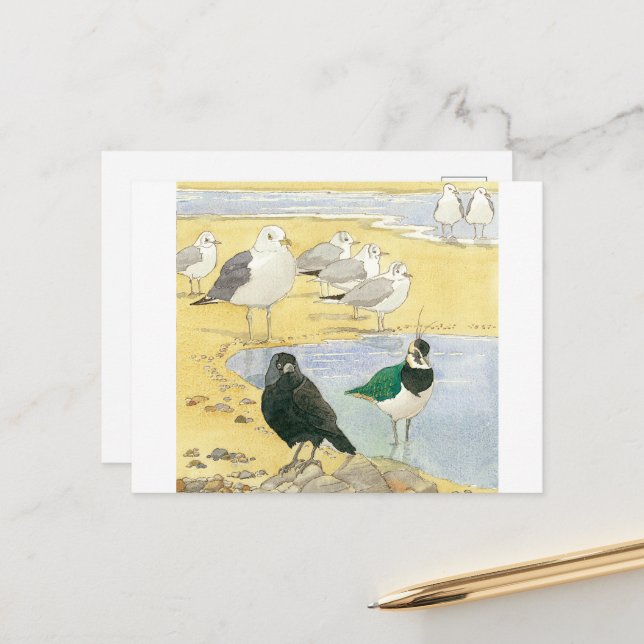 Tarjeta postal Bird Beach Wildlife Jackdaw Gull Se (Anverso/Reverso In Situ)