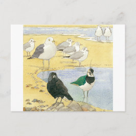 Tarjeta postal Bird Beach Wildlife Jackdaw Gull Se