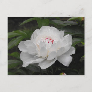 Tarjeta postal blanca