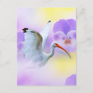 Tarjeta postal blanca Ibis y Pansies