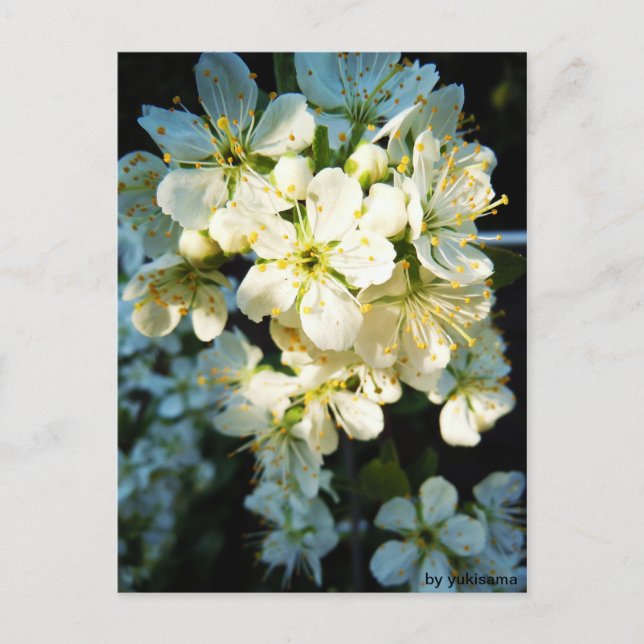 Tarjeta postal - blanco flor (Anverso)