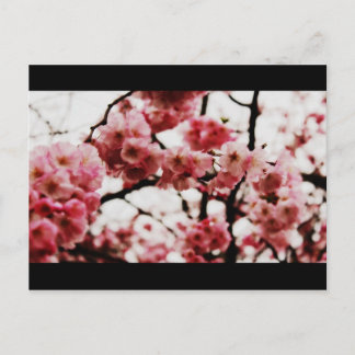 Tarjeta postal Blossom