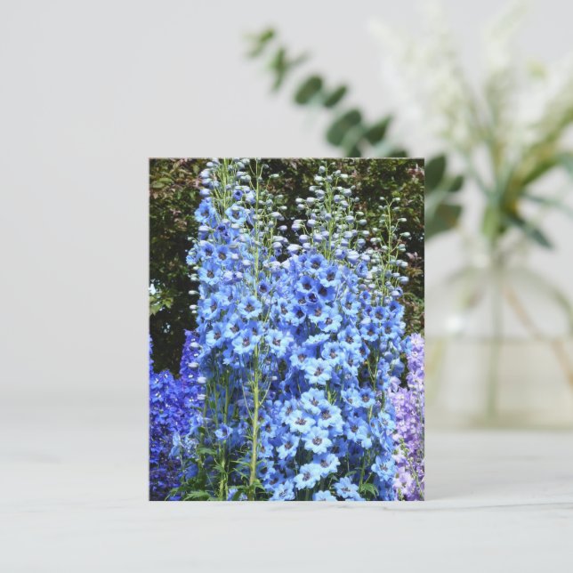 Tarjeta postal Blue Delphinium Floral Flowers Gard (Anverso de pie)