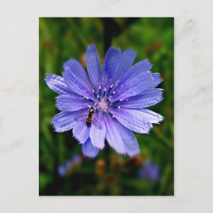 Tarjeta postal Blue Flower