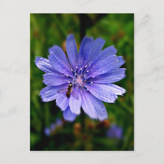 Tarjeta postal Blue Flower