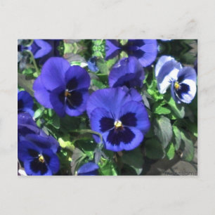 Tarjeta postal Blue Pansies 2013