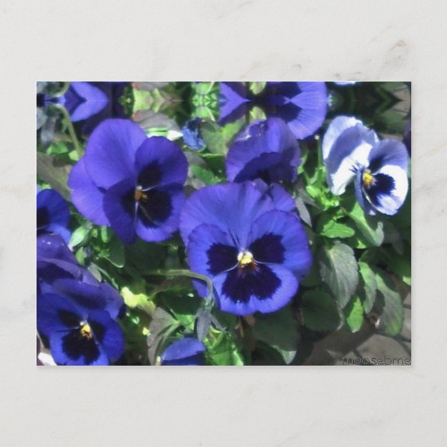 Tarjeta postal Blue Pansies 2013 (Anverso)