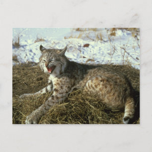 Tarjeta postal Bobcat