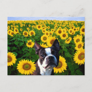 Tarjeta postal Boston Terrier en Sunflowers