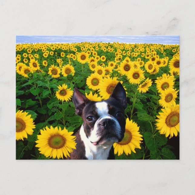 Tarjeta postal Boston Terrier en Sunflowers (Anverso)