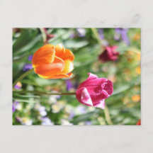 Tarjeta Postal Botánica de Tulipanes Coloridos