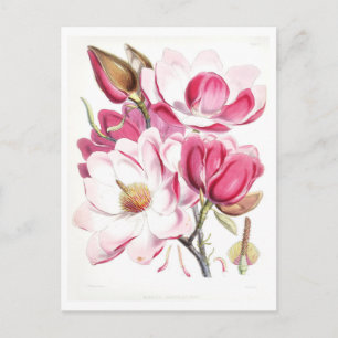 Tarjeta postal botánica vintage de magnolia rosa