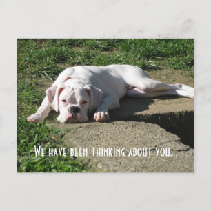 Tarjeta postal Boxer