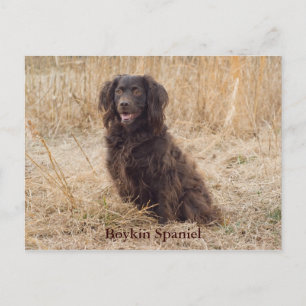 Tarjeta postal Boykin Spaniel