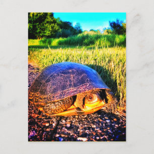 TARJETA POSTAL BRILLANTE DE LA TORTUGA