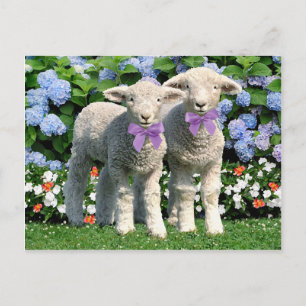 Tarjeta postal "Bucky & Mick"