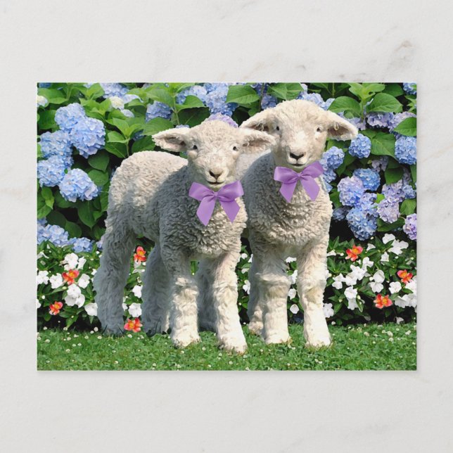 Tarjeta postal "Bucky & Mick" (Anverso)