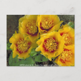 Tarjeta postal / Cactus de pera espinosa